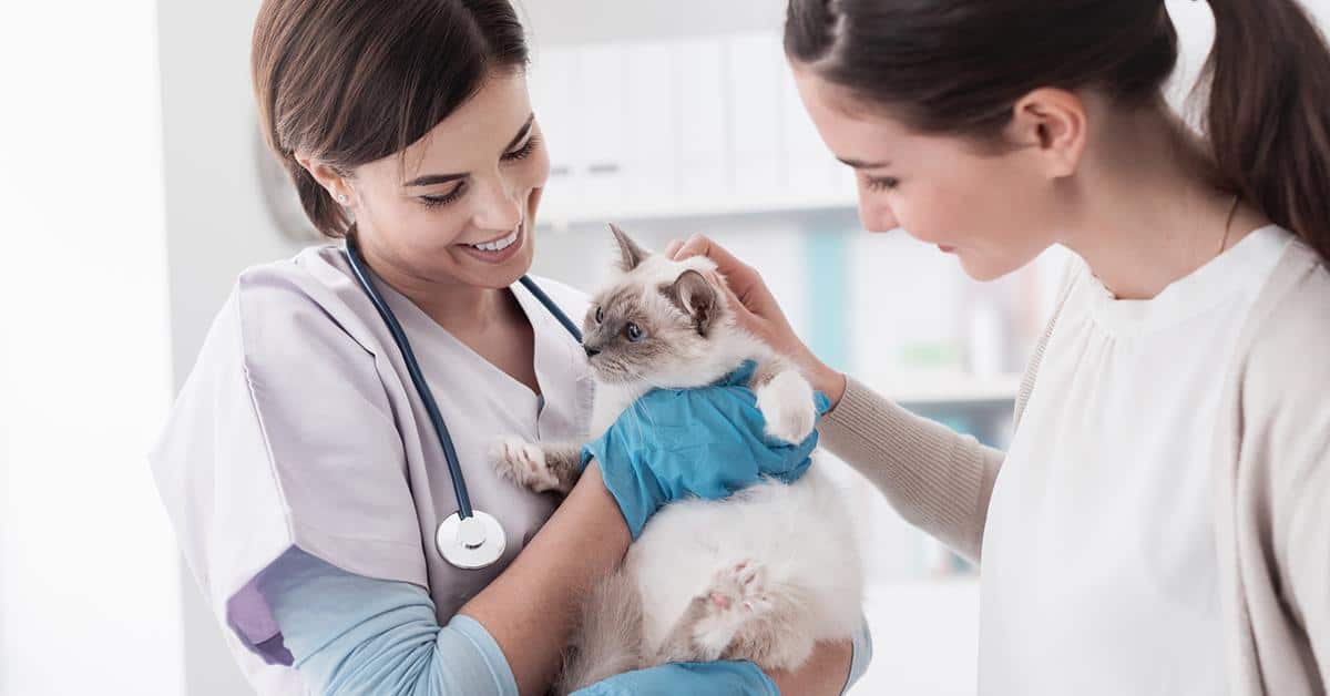 Be sure to make a visit to the vet before you book flying with pets Image credit: demaerre/iStock