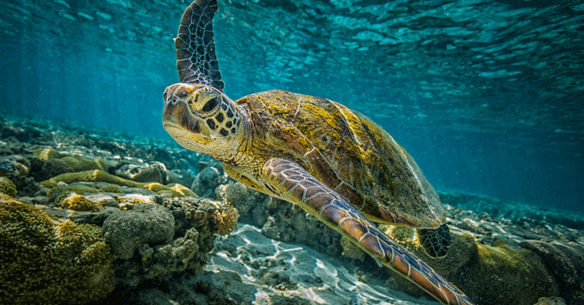 A green turtle drifts through the clear waters of the Great Barrier Reef. Image credit: Greg Sullavan
