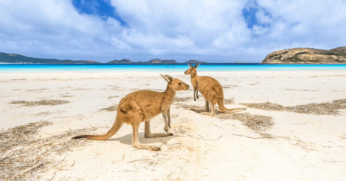 Kangaroos at Lucky Bay, Western Australia. Image credit: Bennymarty/iStock