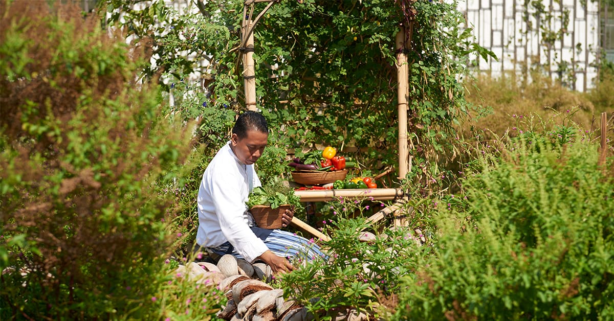 A chef harvests from the organic farm. Harvesting produce on-site is one key attribute of sustainable hotels. Image credit: Alila