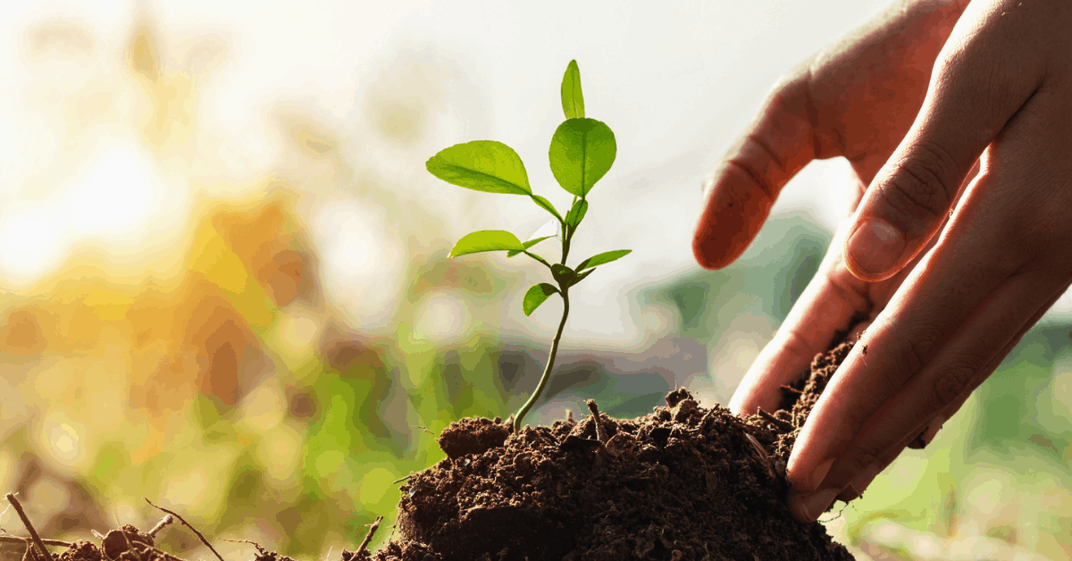 Carbon Footprint also invests in tree planting to help companies offset their carbon. Image credit: lovelyday12/iStock