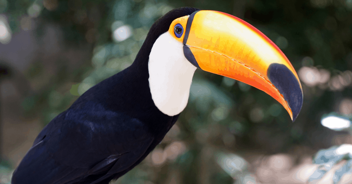 Feed the toucans near this luxurious resort. Image credit: erenmotion/iStock