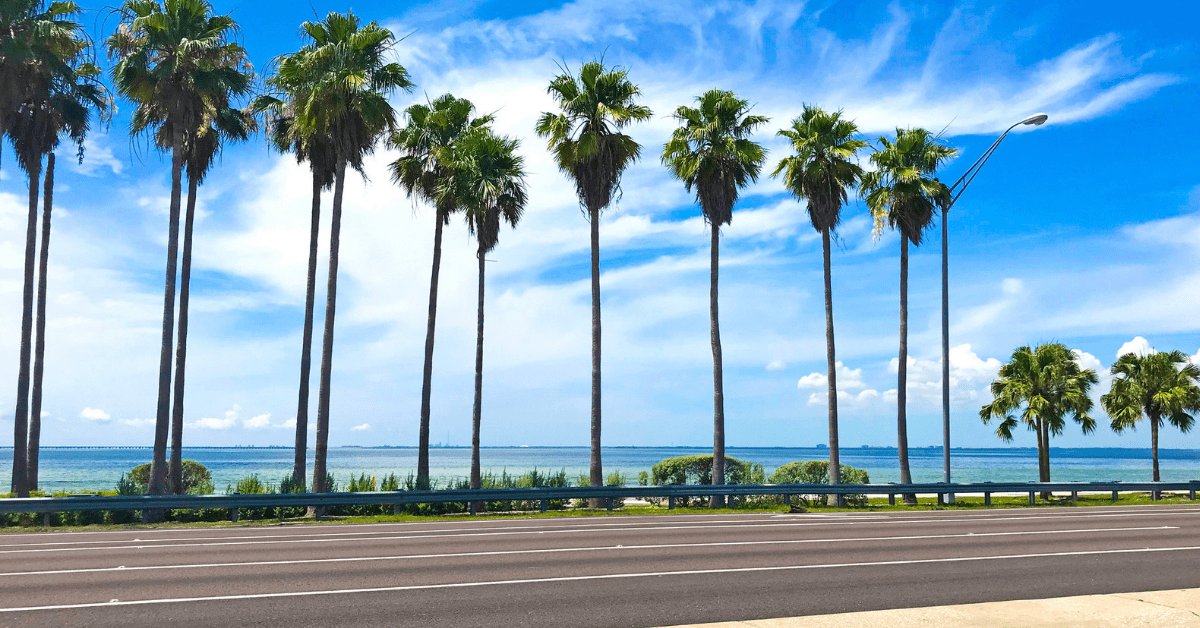 A line of palm trees next to the street
