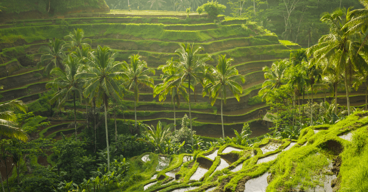 Rice terraces in Ubud. Image credit: ErmakovaElena/iStock
