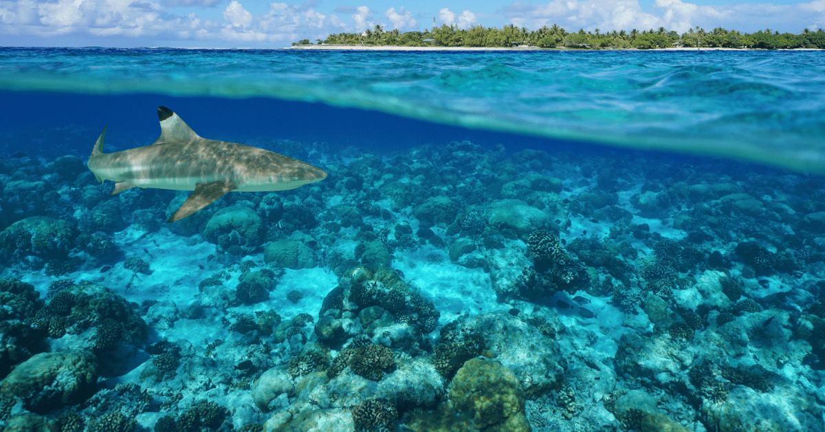 See the thriving aquatic life at the atoll of Rangiroa. Image credit: Damocean/iStock