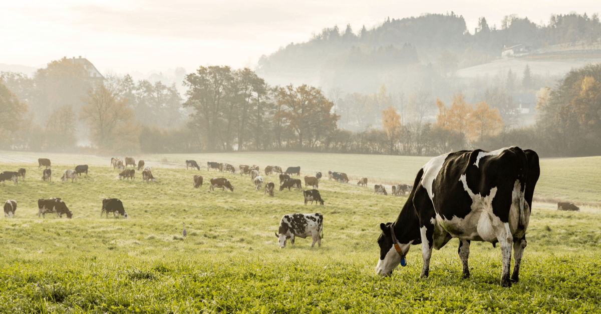 Farmers can use the 5G technology to get instant updates on their cattle. Image credit: Frizi/iStock