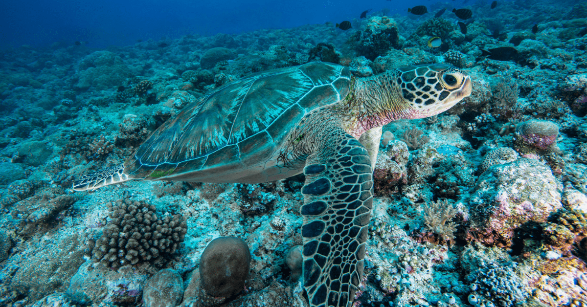 Green sea turtles can be found off the coast of Bali. Image credit: Global_Pics/iStock