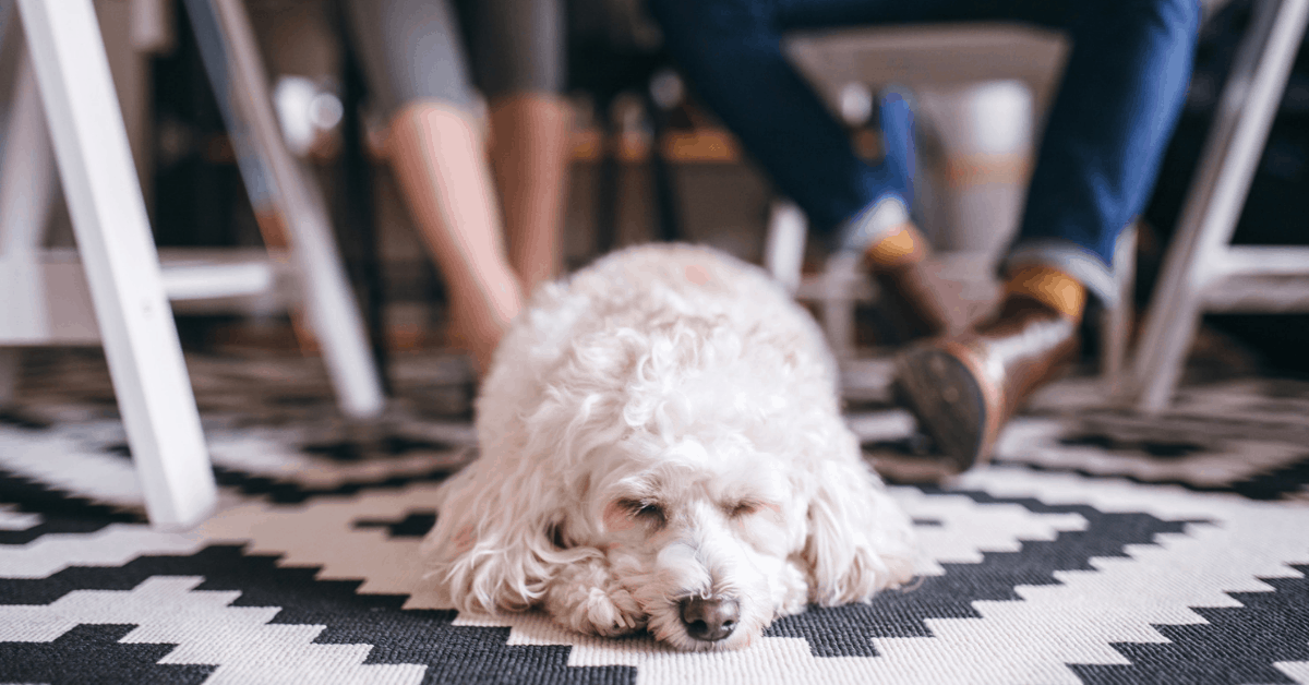 Don't leave your dog at home, find a dog-friendly coworking space. Image credit: Pekic/iStock