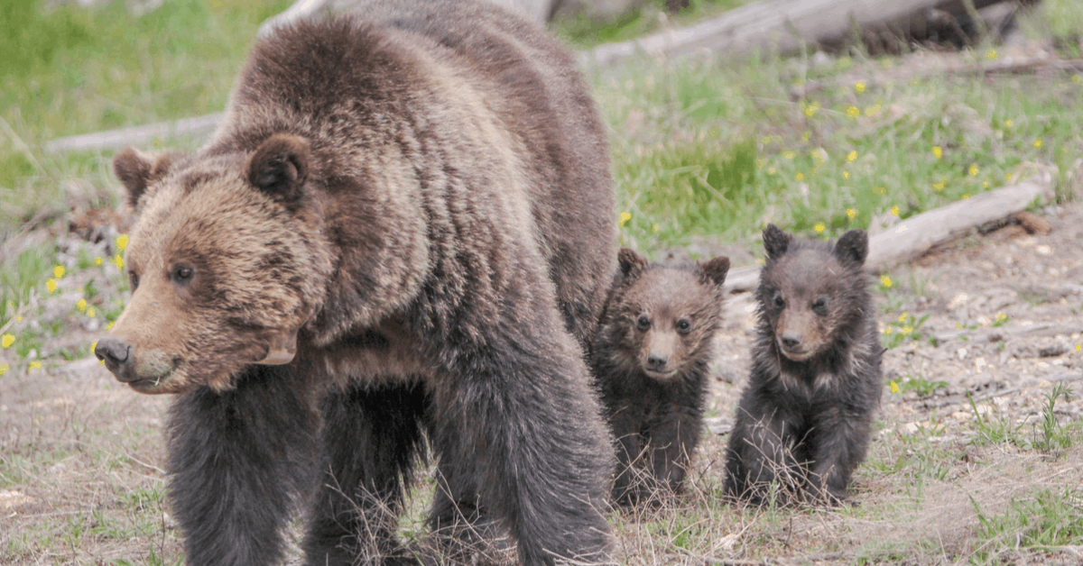 A mother bear and her cubs near Roaring Mountain, Yellowstone National Park. Image credit: NPS/Eric Johnston