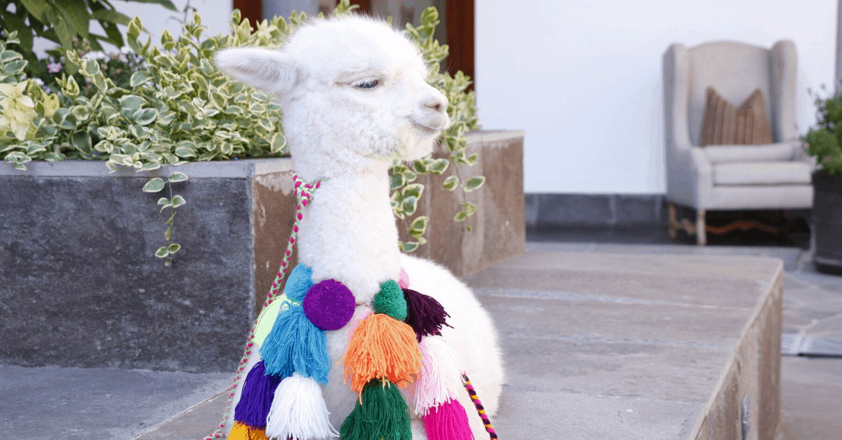 Panchita the alpaca. Image credit: JW Marriott