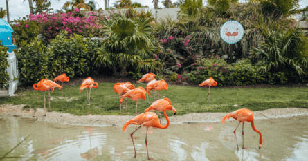 The flamingo flock. Image credit: Julianna Vezza