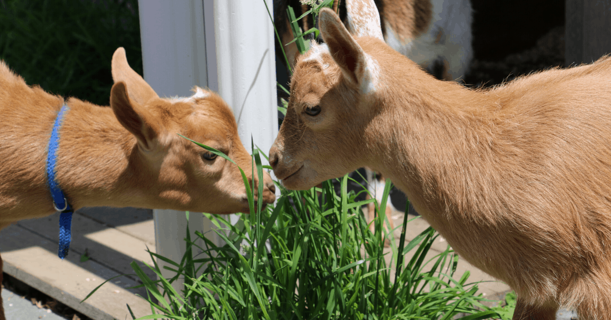 Gurney's goats. Image credit: Gurney’s Resorts