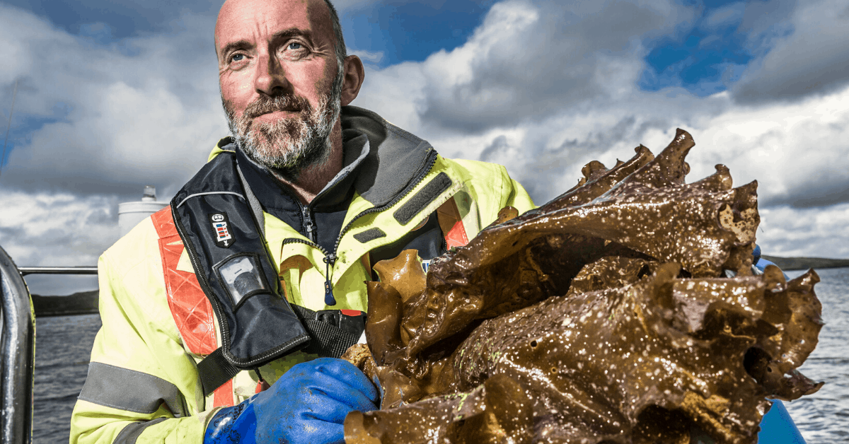 A worker at Isle of Harris Distillery harvest sugar kelp, used to help flavor the gin. Image credit: Isle of Harris Distillery