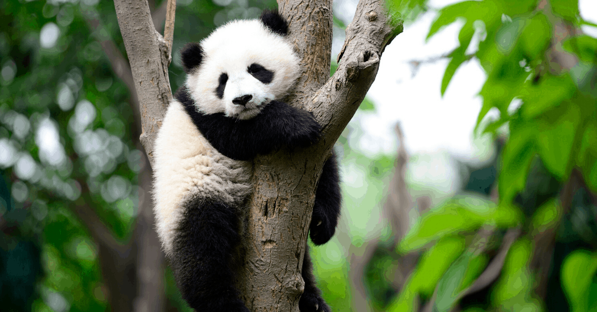 A baby panda hangs in tree, in a nature reserve in Sichuan province, China. Image credit: Young777/iStock