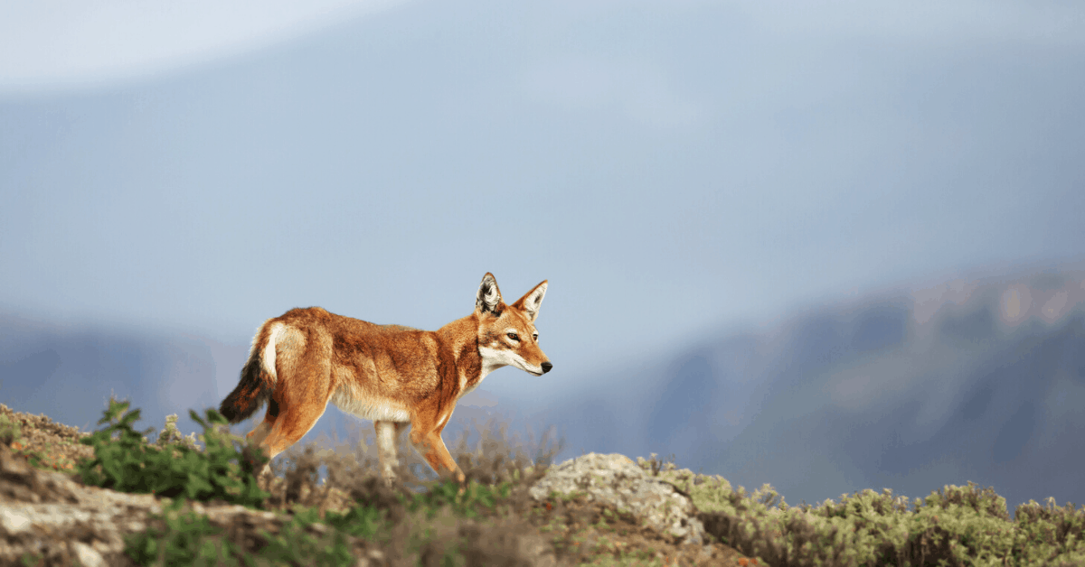 A rare and endangered Ethiopian wolf. Image credit: Dgwildlife/iStock