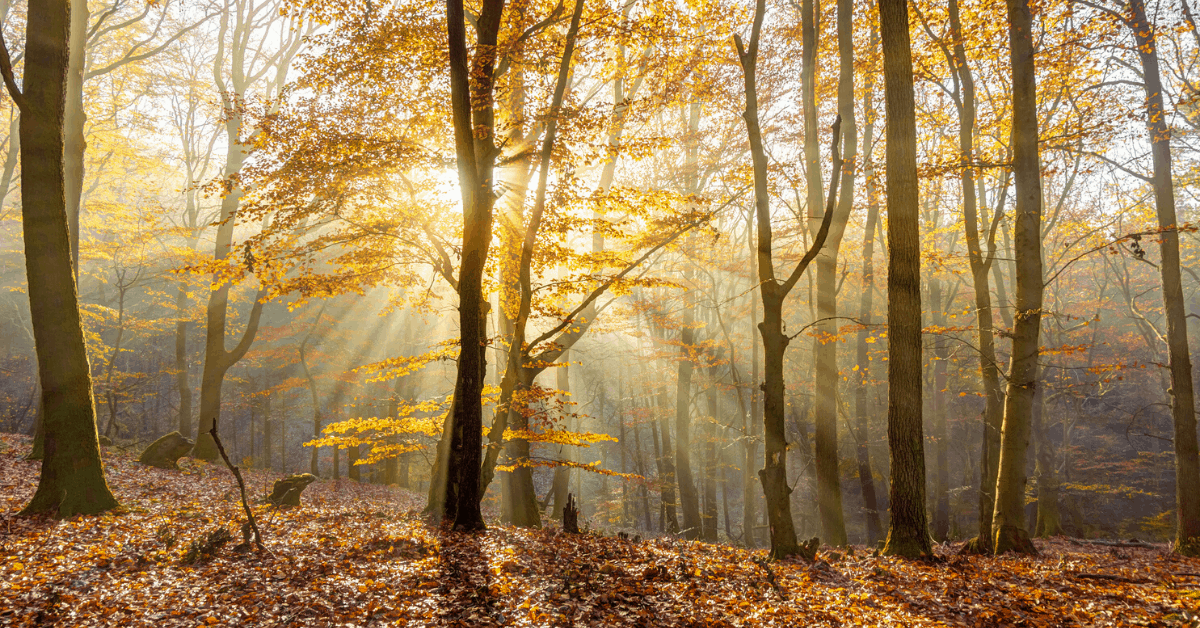 A walk through the forest in the Lüneburg Heath, northern Germany. Image credit: Olaf Simon/iStock
