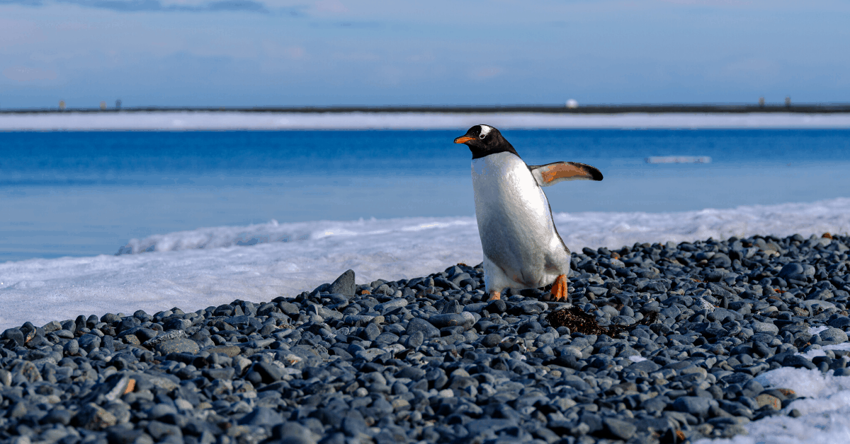 There is a vast array of wildlife in Antarctica. Image credit: Dan & Zora Avila / Hurtigruten.