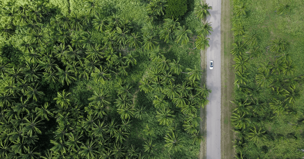 Ariel view of a vehicle driving along a forest-lined road. 