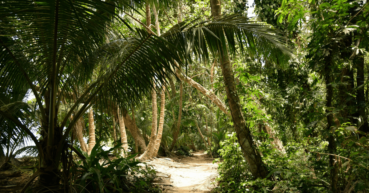 A sandy, sun-dappled path at Tortuguero, Costa Rica. Image credit: Lisa Kessler/Unsplash
