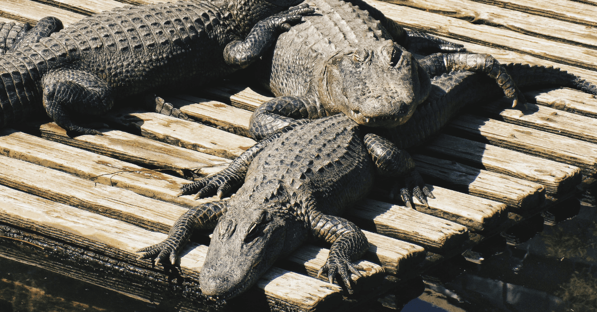 Three alligators sunning together on a deck.