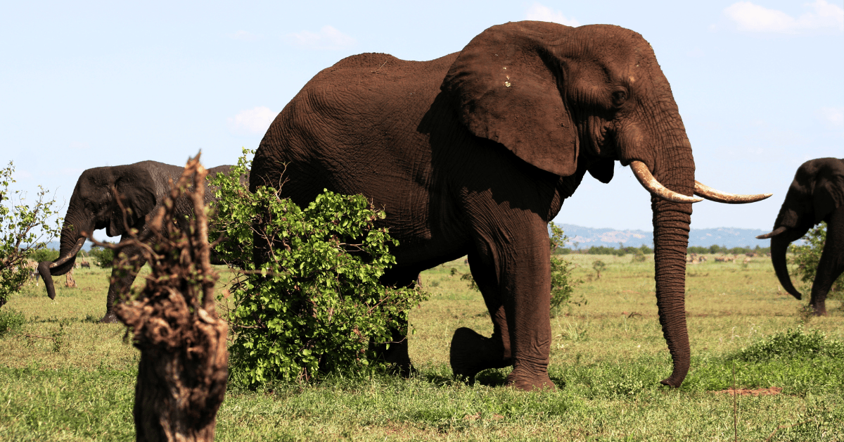 Elephants in Kruger National Park, South Africa. 