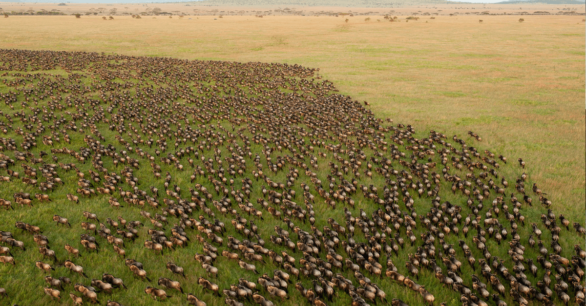 Wildebeest migration in Serengeti National Park, Tanzania.