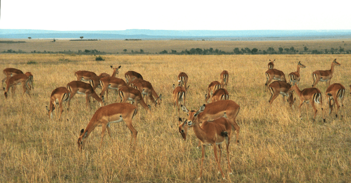 Masai Mara, Kenya.