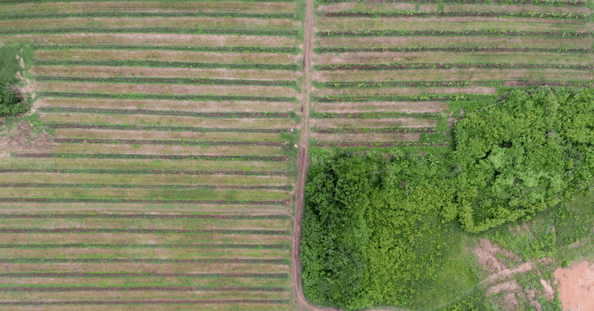 Aerial view of Aythaya wine region, Myanmar