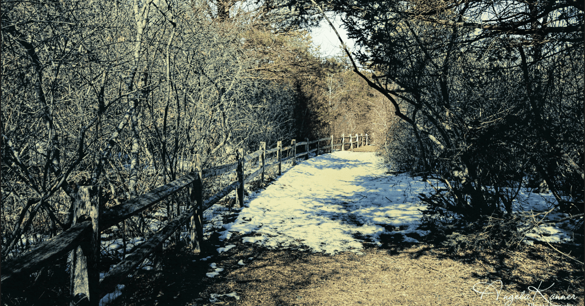 a path in the woods with snow on the ground.