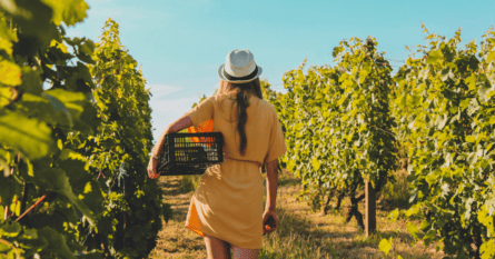 A picture of a woman in a vineyard.