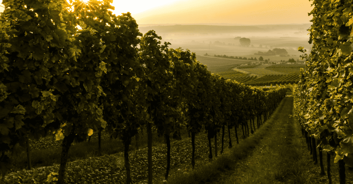 An autumn morning in a Rheinhessen vineyard.