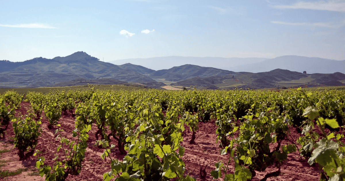Vineyards in Rioja.