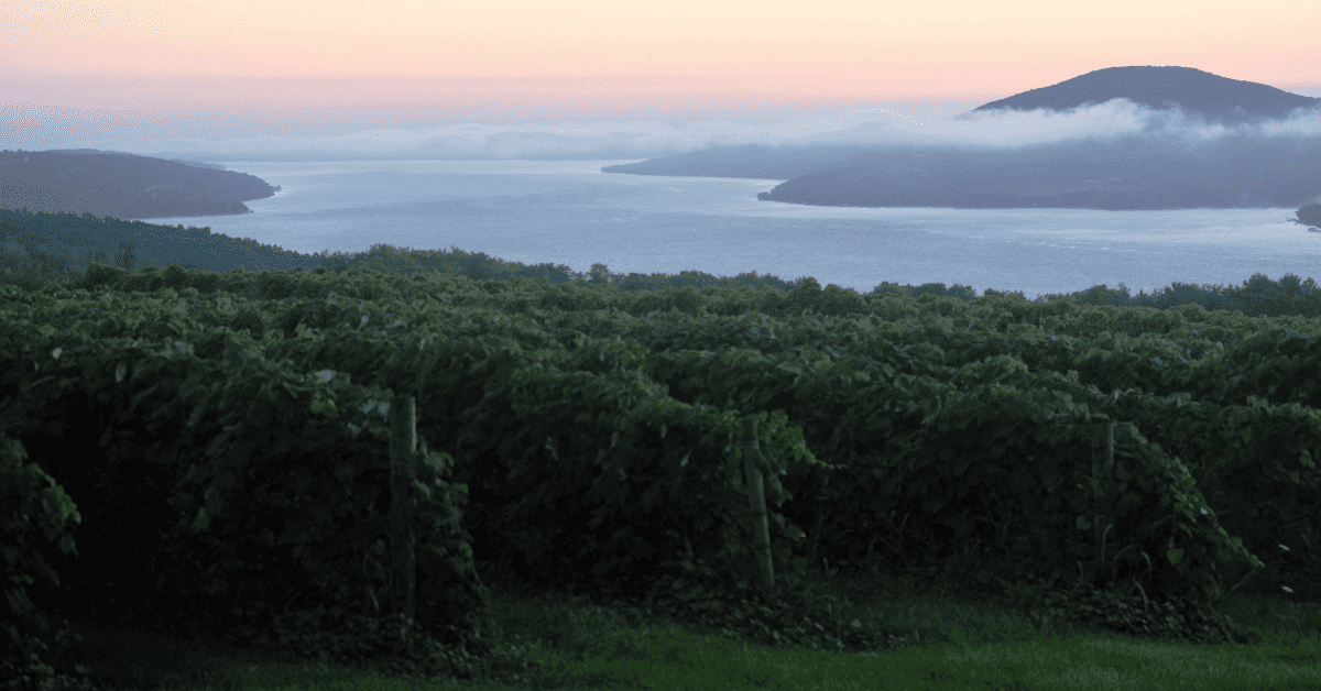 Sunrise overlooking a vineyard in the Finger Lakes NY.