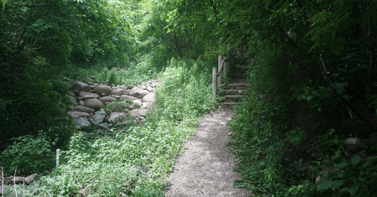 A serene walking path surrounded by lush greenery, leading to a wooden staircase beside a pile of rocks.