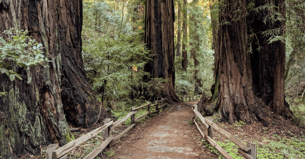 A serene walking path surrounded by towering redwood trees, with a wooden fence lining the trail and lush greenery enveloping the scene.