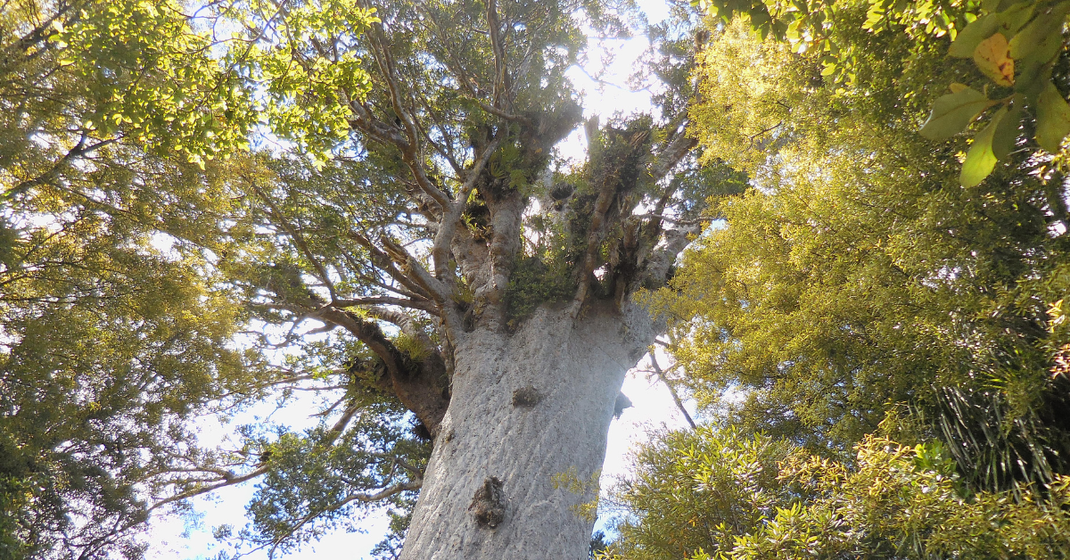 A towering tree with a thick, textured trunk and lush green foliage, captured from a low angle against a bright sky.