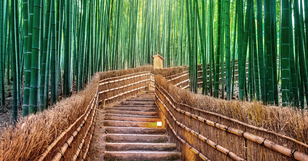 A serene bamboo forest with a stone staircase winding through it. The tall, green bamboo stalks create a natural canopy, and the ambient glow illuminates the path. At the top of the stairs, there’s a small wooden shrine. The overall scene evokes tranquility and natural beauty.