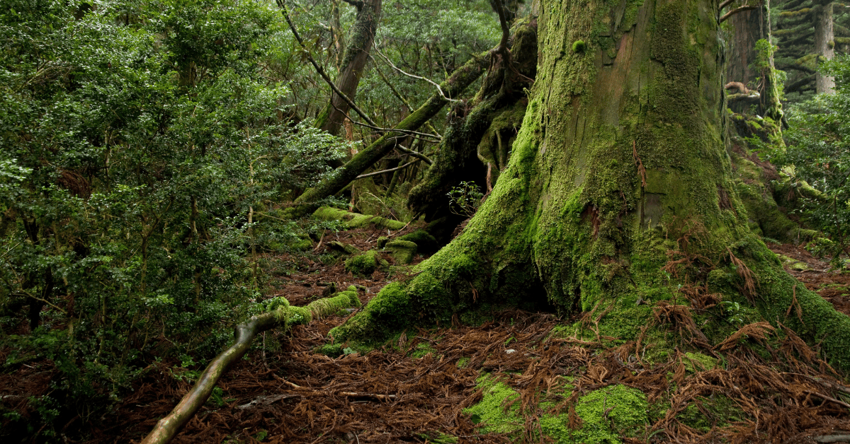 A serene forest scene featuring a large moss-covered tree trunk surrounded by lush green foliage and fallen leaves.